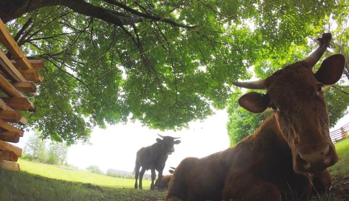 Heritage Breed Red Devon Cattle (We have chickens, too!) Heritage Breed Red Devon Cattle (We have chickens, too!)