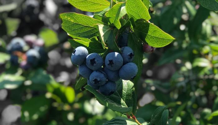 Sugar Shack Blueberry Farm | Penn Yan, NY 14527