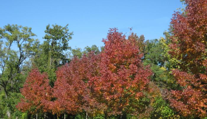 Graycliff Trees Along Path Autumn Graycliff Trees Along Path Autumn