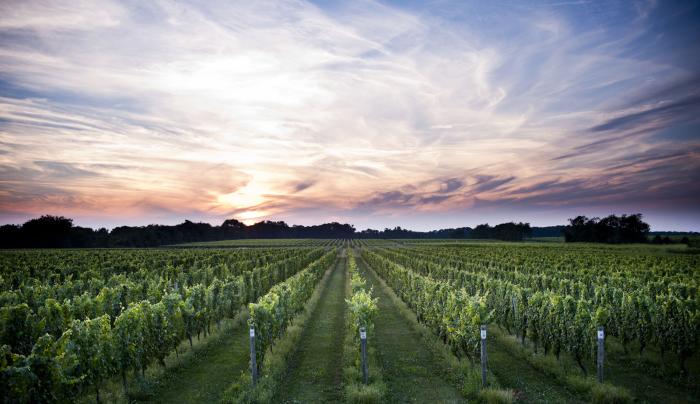 Bedell Cellars vineyard at dusk Bedell Cellars vineyard at dusk