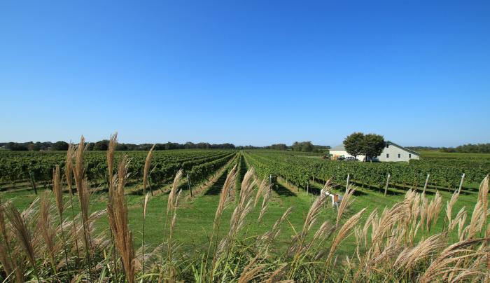 Bedell Cellars vineyard Bedell Cellars vineyard