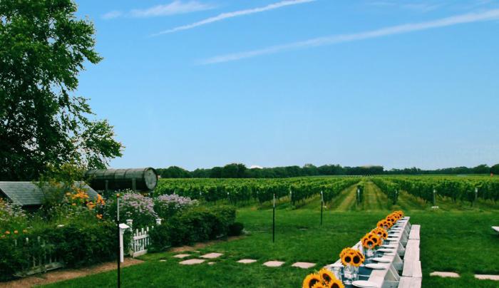 Vineyard Dinner set up Vineyard Dinner set up