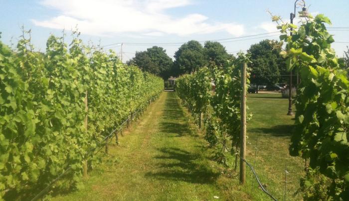 Wine Country ( Escorted Tour) Wine Country ( Escorted Tour)