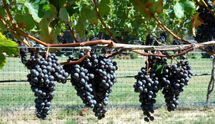 Long Island Wine Tours Long Island Wine Tours