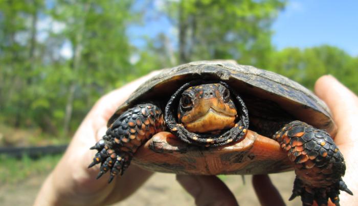 Albany Pine Bush turtle Albany Pine Bush turtle