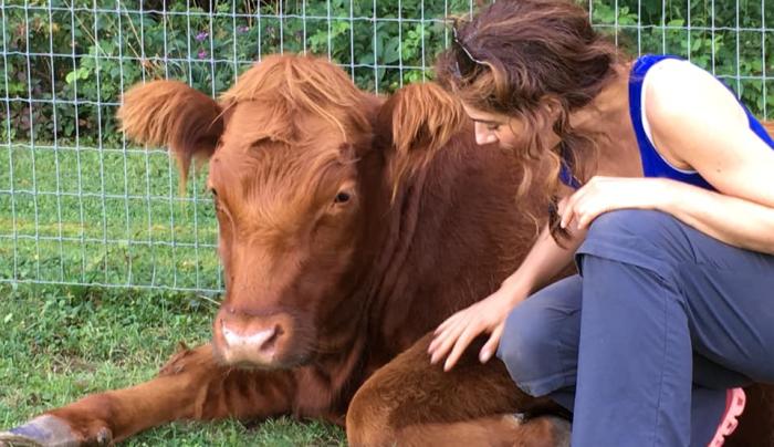 Connect with our Cows - Cow cuddling Connect with our Cows - Cow cuddling