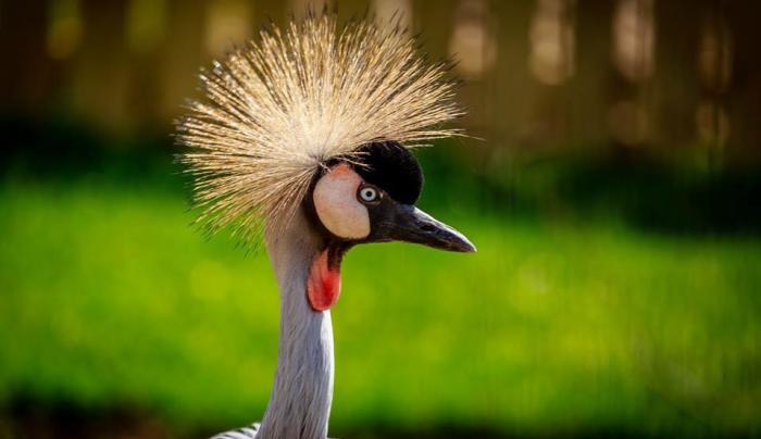 Crowned Crane Crowned Crane