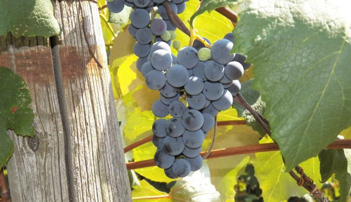 grapes grapes
