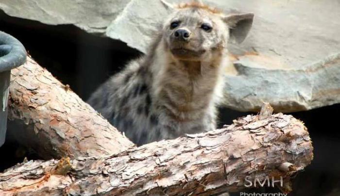 Spotted Hyena Spotted Hyena