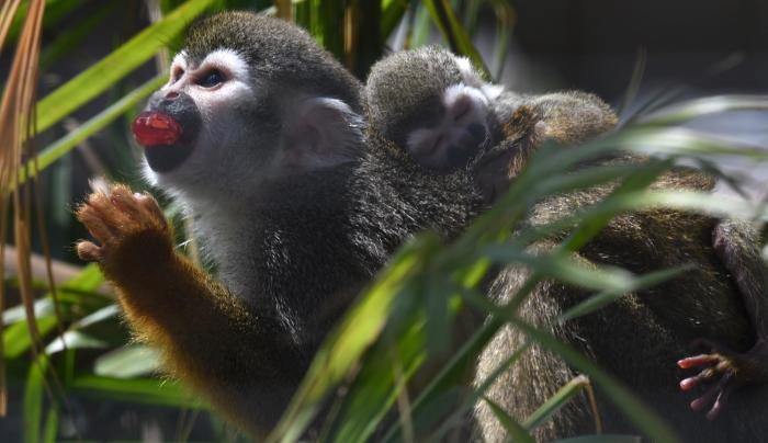 Squirrel Monkey & Baby Squirrel Monkey & Baby