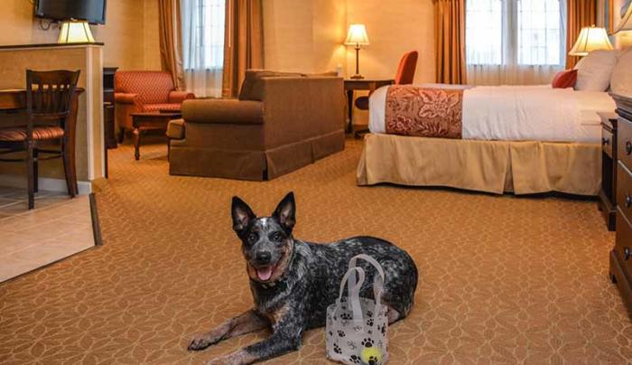 pet friendly pet friendly