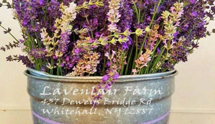 32 different varieties of lavender 32 different varieties of lavender