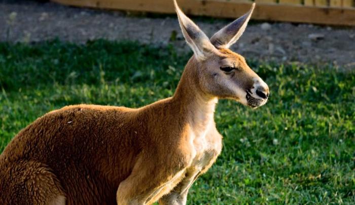Red Kangaroo Red Kangaroo