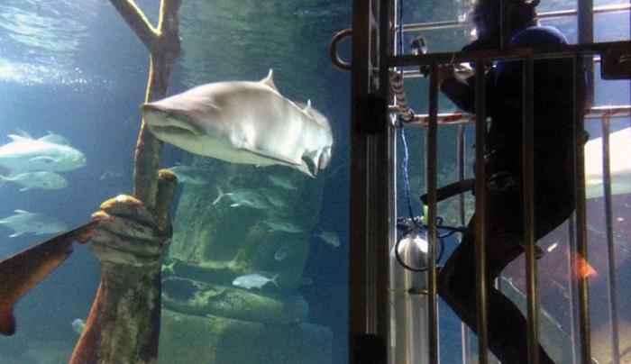 Shark Shark