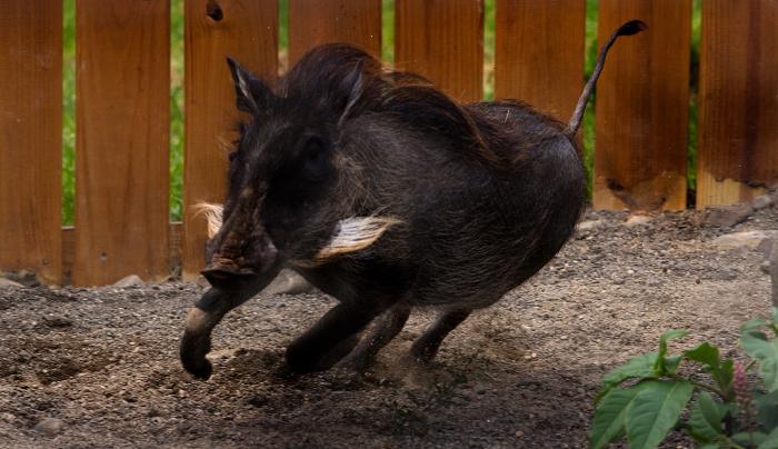 Warthog Warthog
