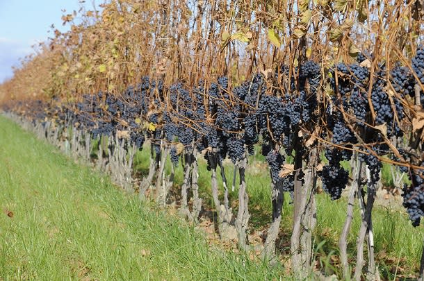 fall harvest grapes