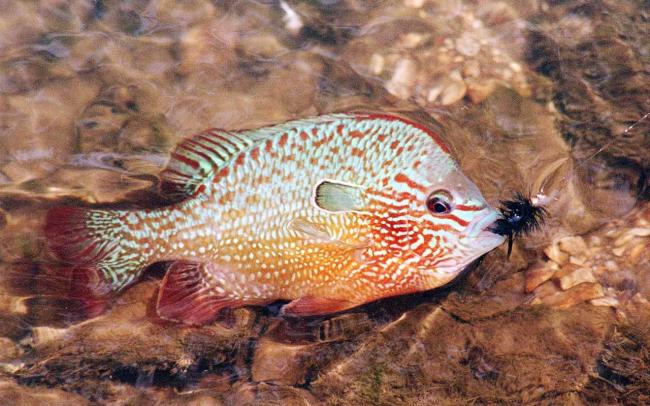 Kansas Kritter- Longear Sunfish