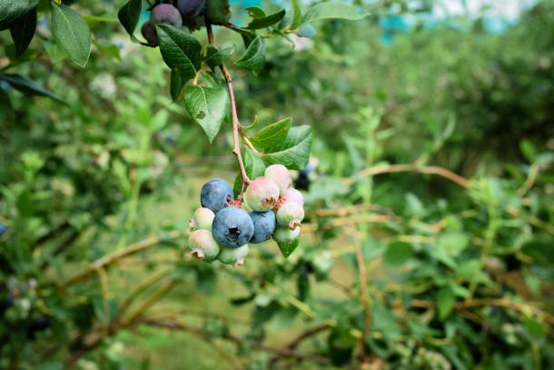 Kusterman's berries