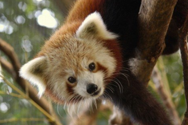 Mill Mountain Zoo Roanoke Va 24014