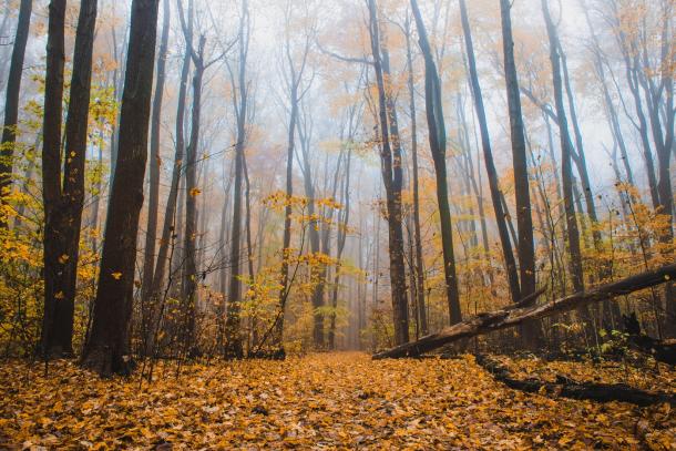 Hike through fall leaves