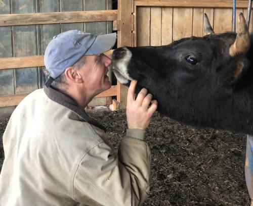 farmer nuzzling cow