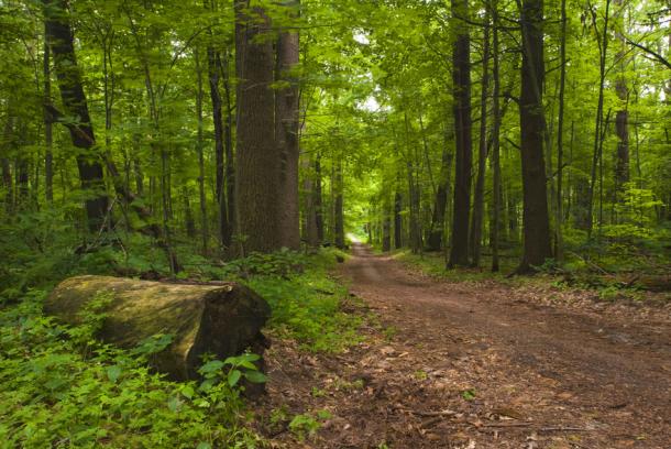 Springwater trail