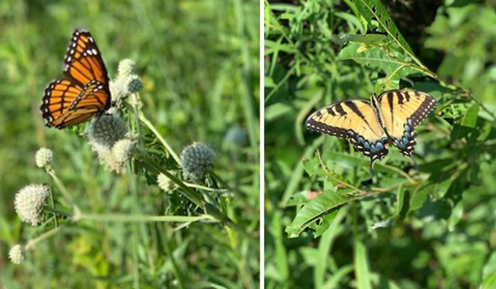 Gabis Arboretum butterflies by Katharine Stob