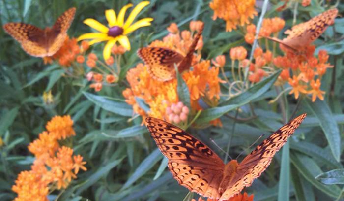 Aphrodite butterflies on butterfly weed by Gus Nyberg