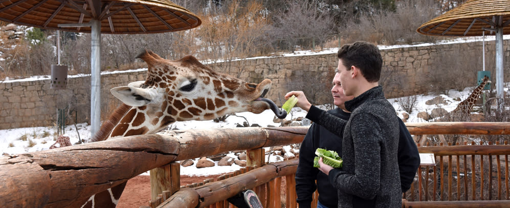Couple feeding a giraffe at the Cheyenne Mountain Zoo