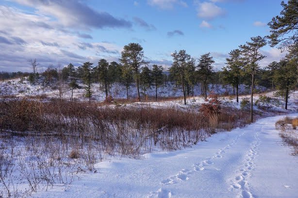 A landscape photo of snow and foot tracks through the ground of Pine Bush Preserve