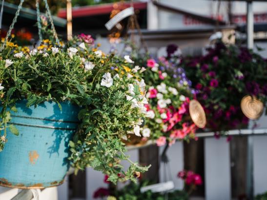 Carousel Floral, Gift & Garden Center | Credit AB-Photography.us