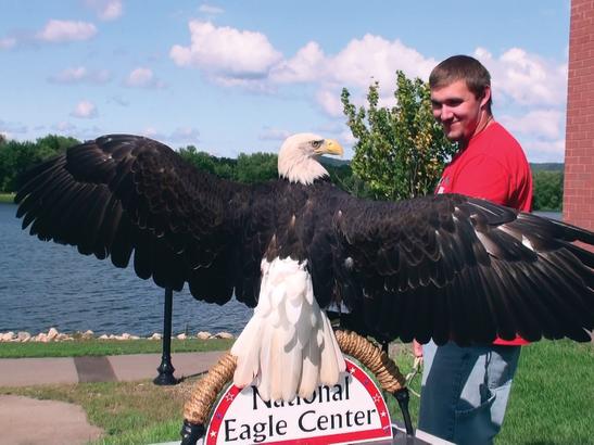 Angel the Eagle | credit National Eagle Center