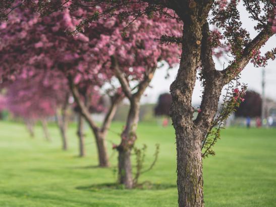 Blossom Trees | credit AB-PHOTOGRAPHY.US
