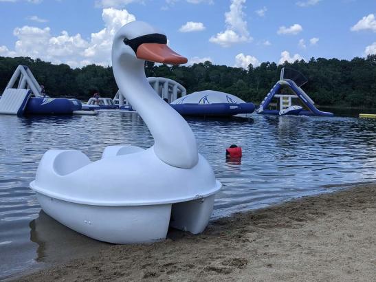 Swan pedal boat!