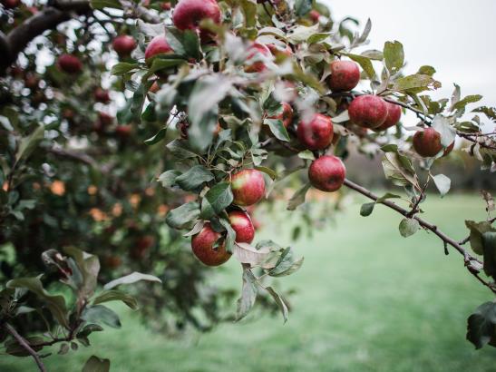 Apples | credit AB-PHOTOGRAPHY.US