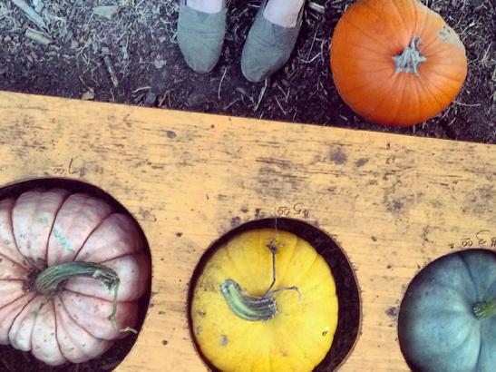 Pumpkins + squash in the price sizer | credit Kristi Ostrowski