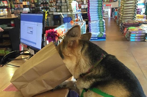 Phydeaux pet discount store