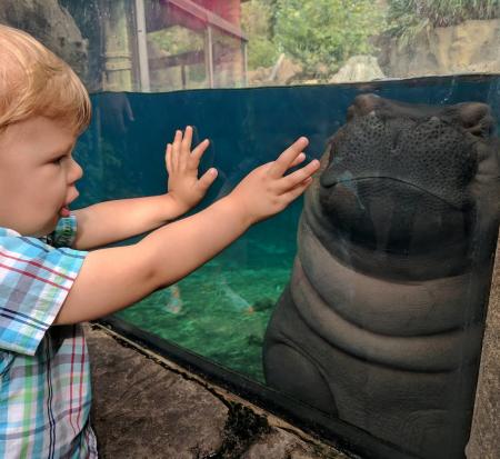 toddler reaching hands toward fiona the hippo