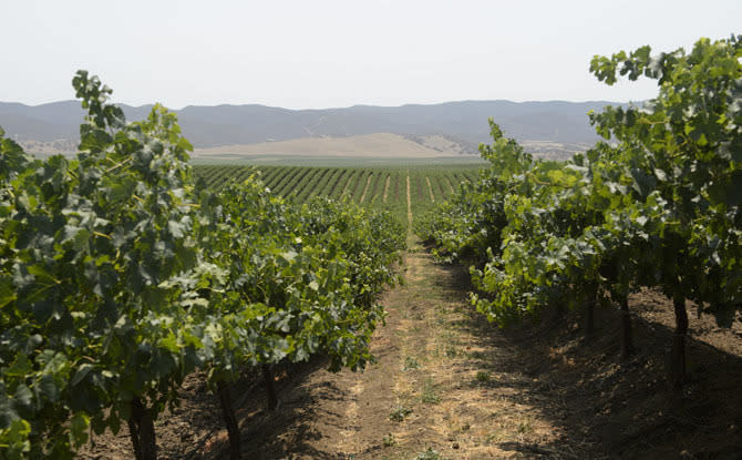 Vineyards in Salinas Valley