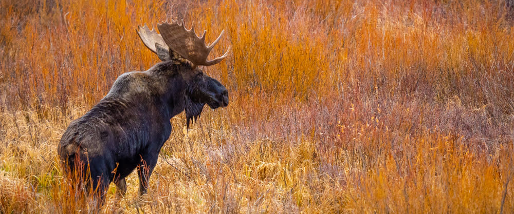 Moose sighting in Steamboat Springs, Colorado