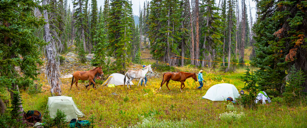 Backpacking with horses outside of Steamboat Springs