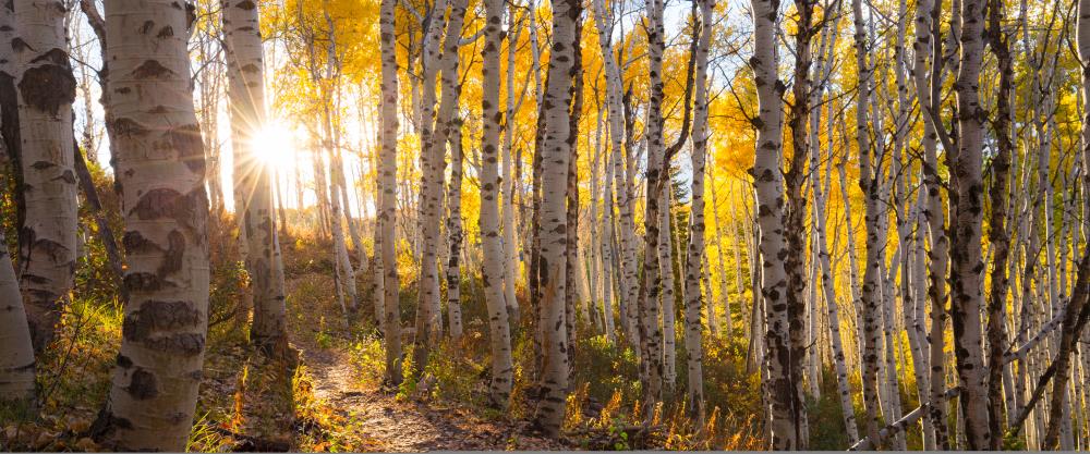 Backpack through glowing golden aspen leaves