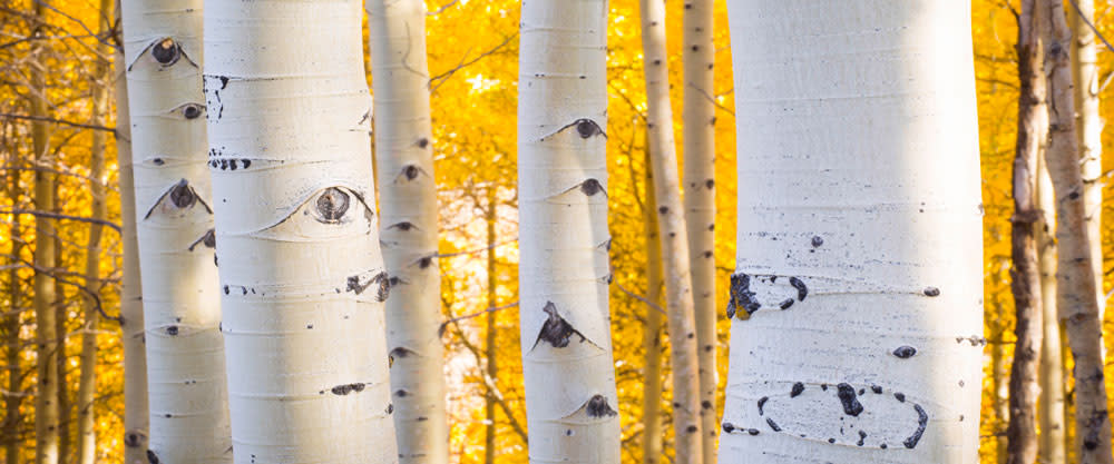 Fall Aspen Trees