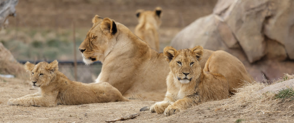 Lion Mom & Cubs laying down at the Denver Zoo