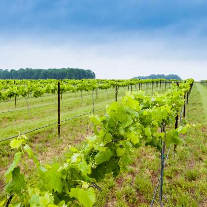 Cauble Creek Vineyard
