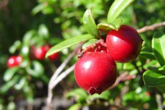 2022 Harwich Cranberry Festival