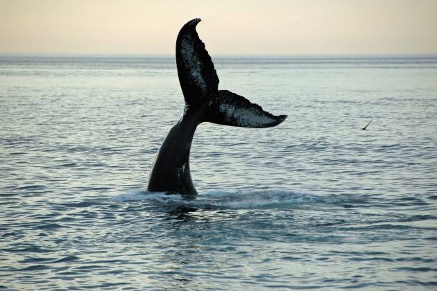Tale of The Whale Tail