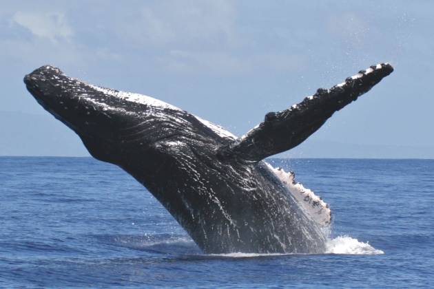 Whale Watch