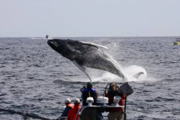 WalkerTours-whalebreach