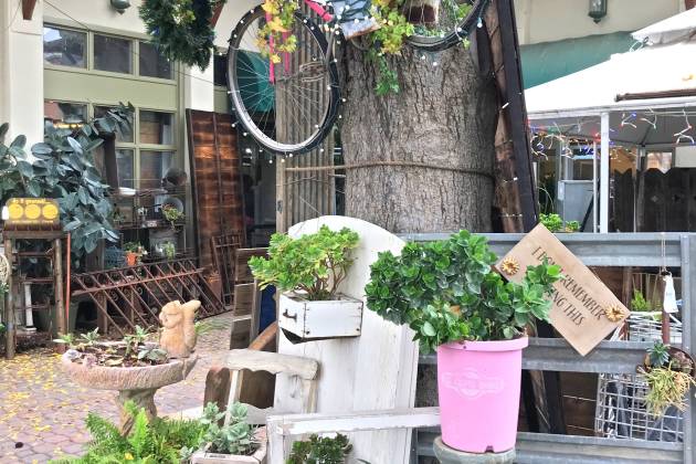 Bicycle in Tree